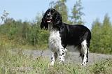 SPRINGER SPANIEL 012